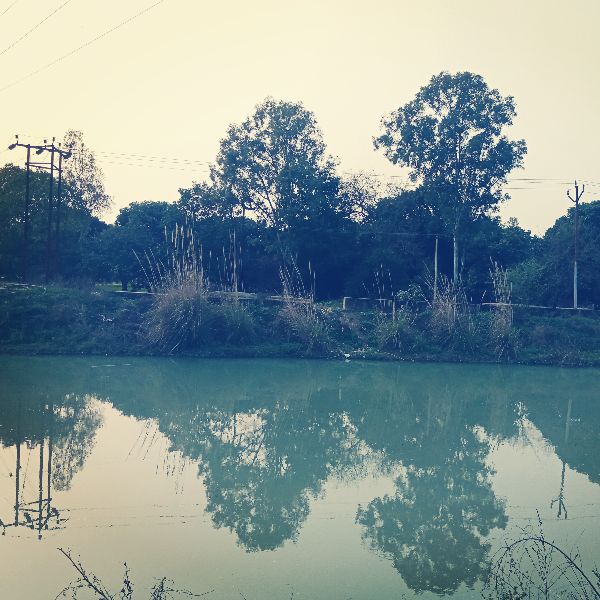 Shamli Laketree